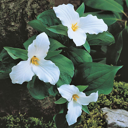 Great white trillium