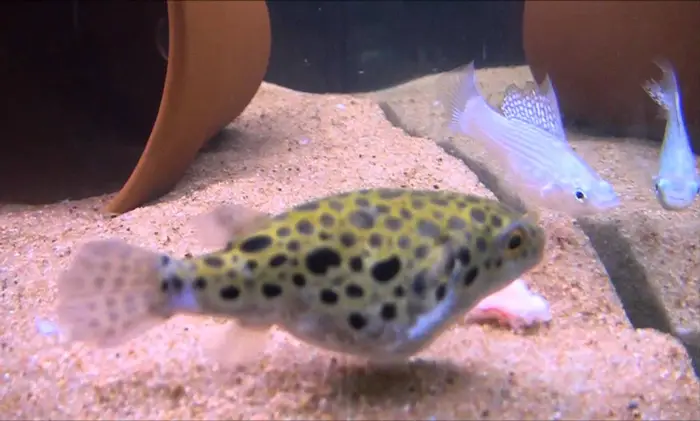 Green Spotted Puffer