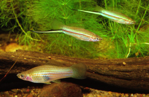 Green Swordtail