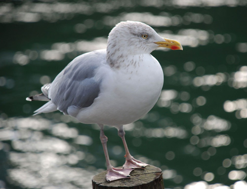 Gull