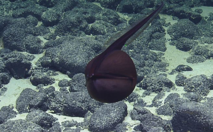 Gulper Eel