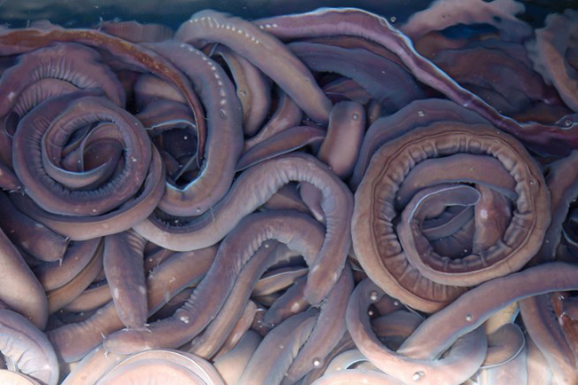 Hagfish