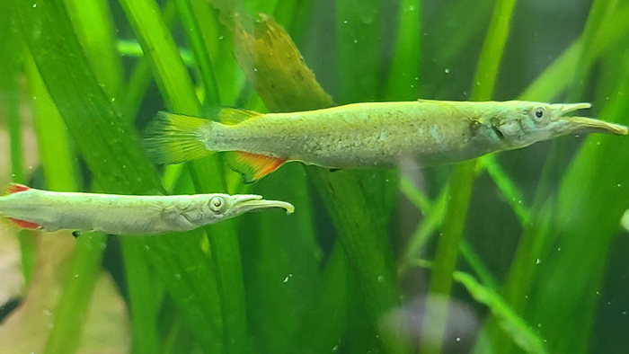 Halfbeak