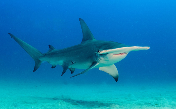 Hammerhead Shark