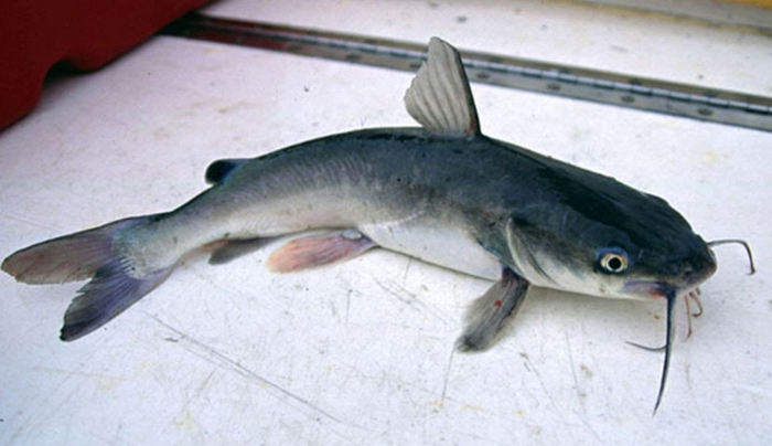 Hardhead Catfish