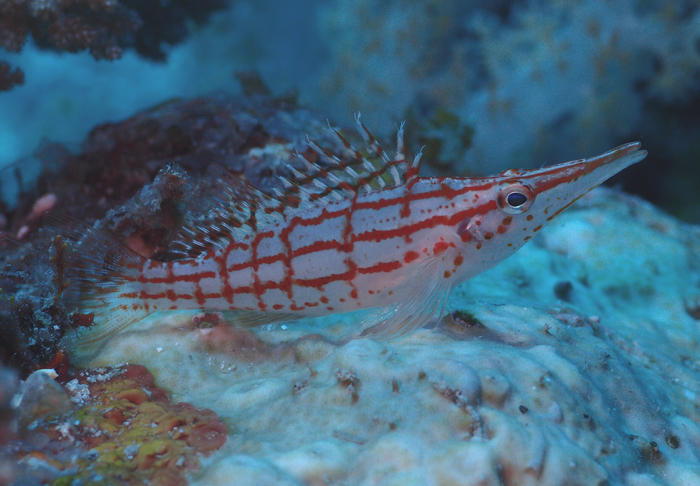 Hawkfish