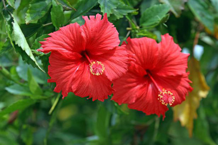 Hibiscus