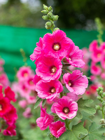 Hollyhock