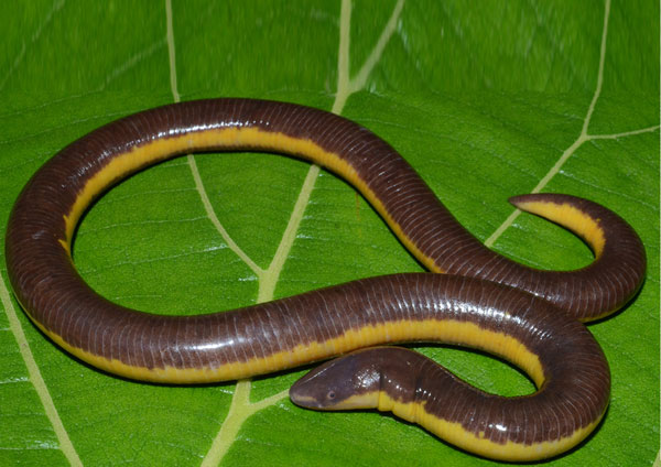 Ichthyophis