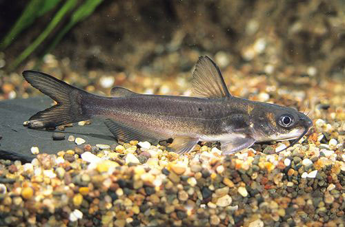 Ictalurus