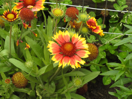 Indian blanket 