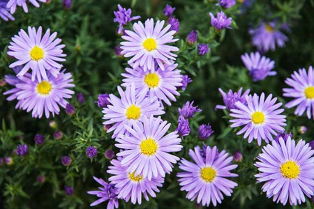 Italian aster 