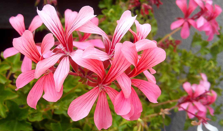 Ivyleaf geranium 