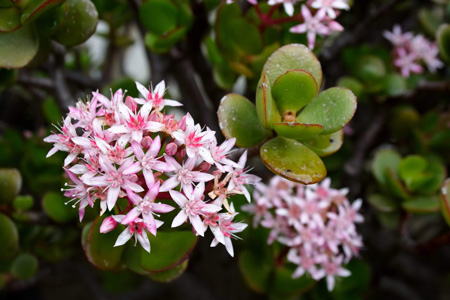 Jade plant