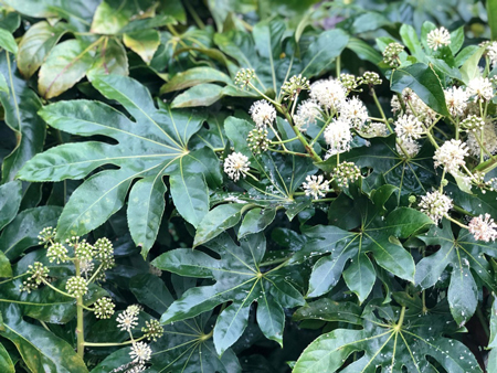 Japanese Aralia 