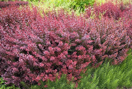 Japanese Barberry 