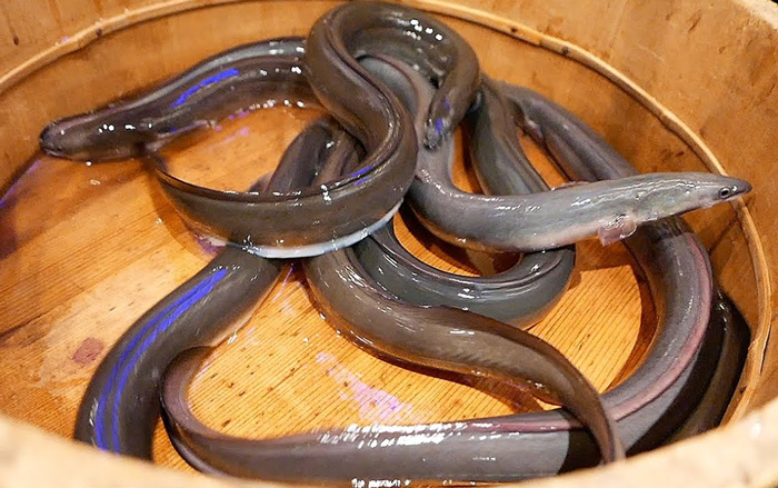 Japanese Eel