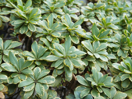 Japanese Pittosporum 