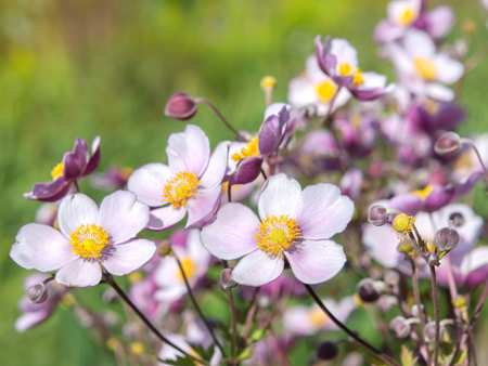 Japanese anemone 