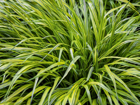 Japanese forest grass