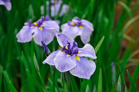 Japanese iris 