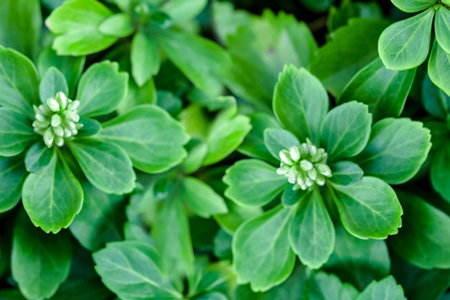 Japanese pachysandra 