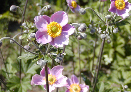 Japanese thimbleweed 