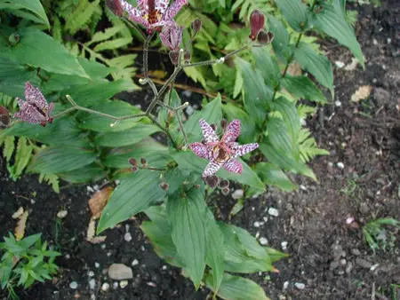 Japanese toad lily