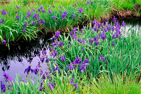 Japanese water iris