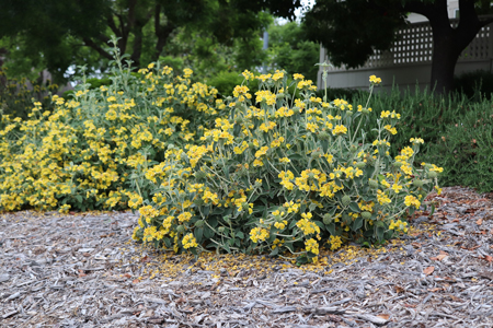 Jerusalem Sage 