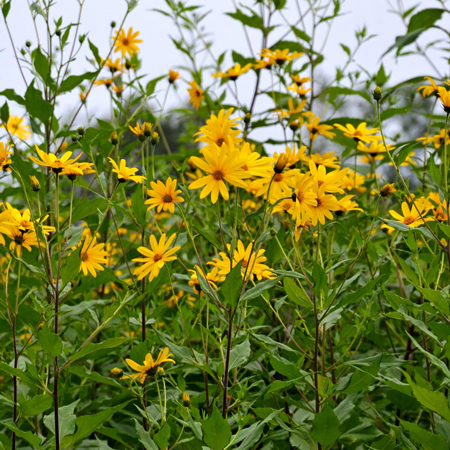 Jerusalem artichoke 