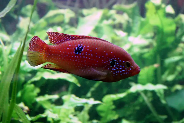 Jewelfish