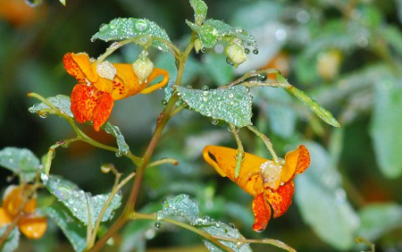 Jewelweed  