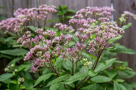 Joe Pye Weed