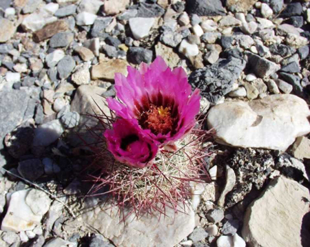 Johnson’s beehive cactus