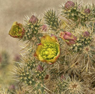 Jumping Cholla 