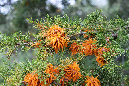 Juniper Shrubs 