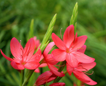 Kaffir Lily