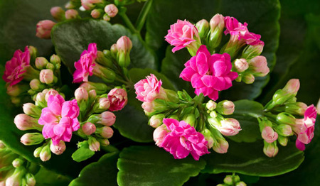 Kalanchoe