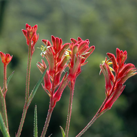 Kangaroo Paw