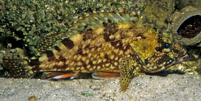 Kelpfish