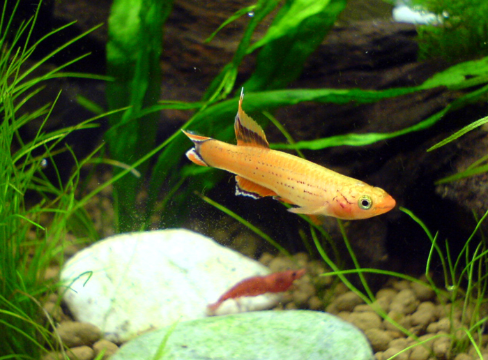 Killifish