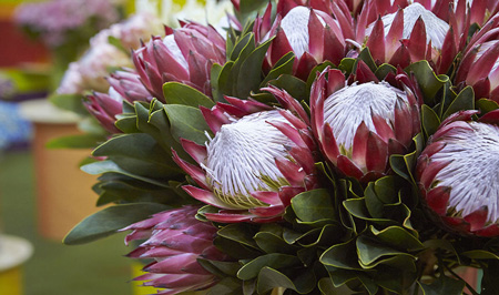 King Protea