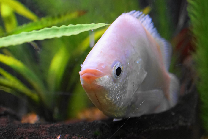 Kissing Gourami