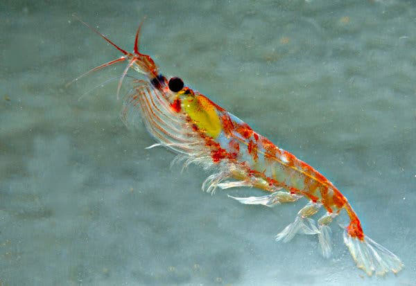 Krill fish
