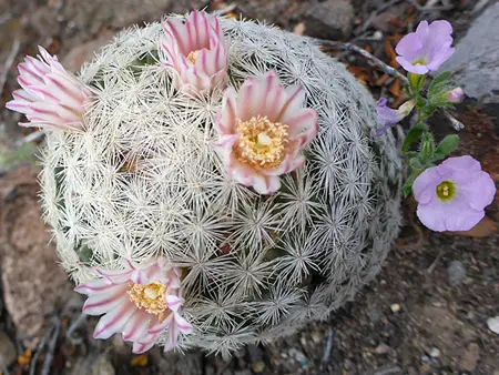 Lacespine Pincushion Cactus