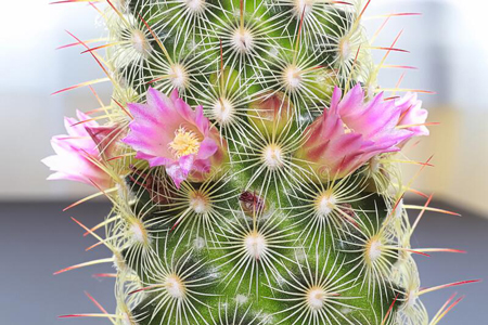 Lady Finger Cactus