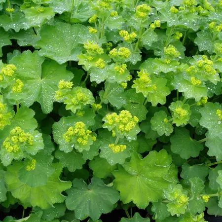 Lady’s mantle 