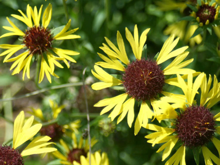 Lance leaf blanket flower