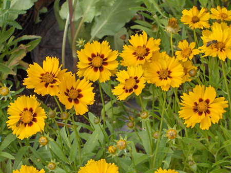 Lanceleaf coreopsis 